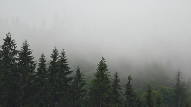 Fog in Mountains on Clouds Rainy Day, Cloudy Mystical Dense Foggy Forest, Scary Stormy Mist Smoke, Alpine Wood Overcast Landscape