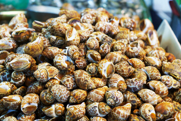 Sweet Clams in market. Many fresh sweet clams