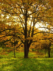 Fototapeta premium Autumn day in the park. Gold autumn. Trees and lake.