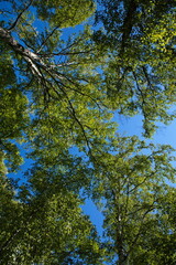 Tree crowns at Talkeetna Lakes near Talkeetna in Alaska,United States,North America
