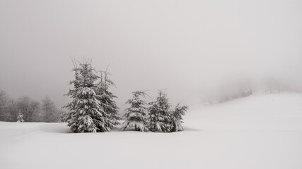 Winter landscape with snow covered trees. Spruce branches covered with snow.