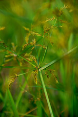 wild growing cyperus roduntus plant background