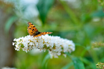 Butterfly on a flower. A flock of butterflies by the water. Colorful spring background with copy space. Spring and ecology concept.