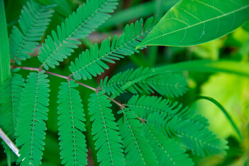 Green leaf background of Mimosa pudica plant