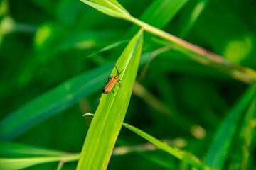 Dysdercus cingulatus insect background on green leaf
