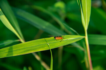 Dysdercus cingulatus insect background on green leaf