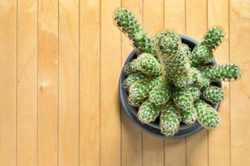 Cactus on wooden background