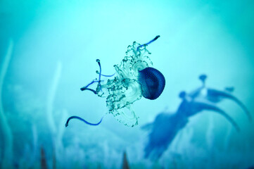 Deep sea jellyfish swimming in the ocean. Beautiful underwater world. Danger of burns from jellyfish on sea coasts.