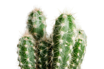 Fluffy cactus isolated