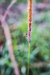 the bee flies to the flower