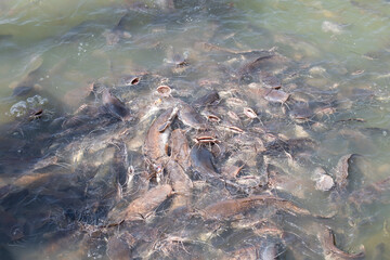 A lot of catfish in water