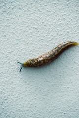 Garden snail or slug on white wall background