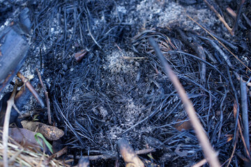 details of forest fires in Sumatra Indonesia