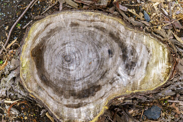 様々な模様を見せる木の切り株