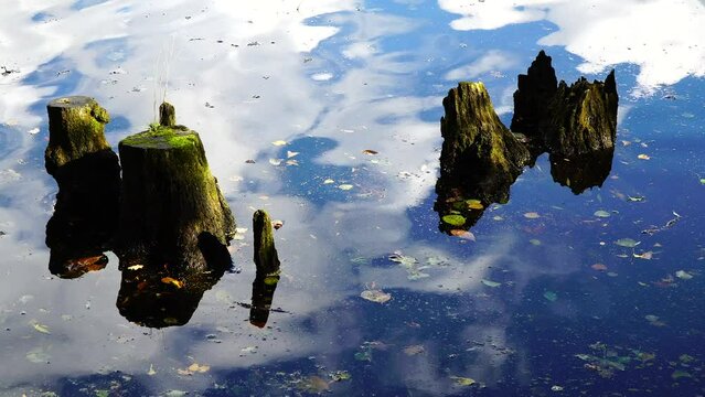 4K-Tree stumps in the water with the reflection of the clods illuminated by the sun