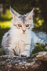 Fototapeta premium Maine Coon Katze