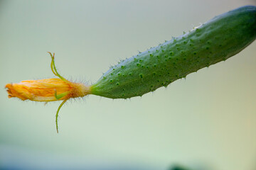 a young cucumber with a flower in a greenhouse, close-up