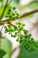 immature green bunch of grapes close-up