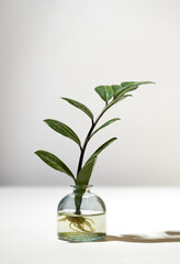 Home gardening - Zamioculcas sprouts in glass jar with water.