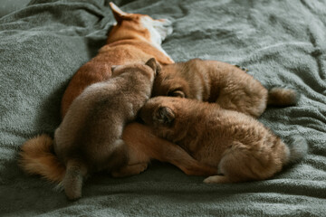 Japanese Shiba Inu mother dog breastfeeds her three puppies. Little brown puppies are eating. Little fluffy puppies.