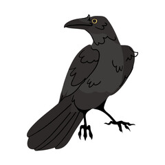 Black crow vector isolated on white background. Bird Halloween character illustration