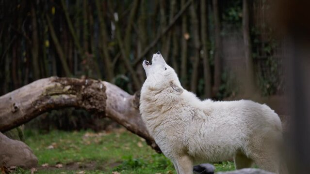 White Arctic Wolf, Polar Wolf Howling, Canis Lupus Arctos