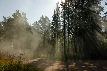 Beautiful fog in the forest on a summer morning. Mystical view of nature