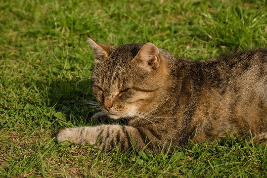 Close-up portrait of a gray cat on green grass. Horizontal photo of an animal on a summer day