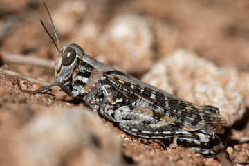 Detailed closeup on a short horned grasshopper Calliptamus barbarus in the nature