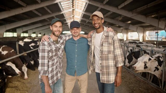 Three happy mixed-race male farmers working at farm standing and hugging together in cowshed and smiling to camera. Joyful men in barn with cows in stable. Dairy industry. Livestock. Cattle concept