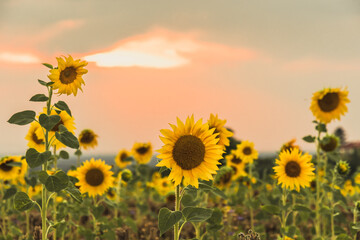 Fototapeta premium Beautiful field of blooming sunflowers on golden sunset, copy space