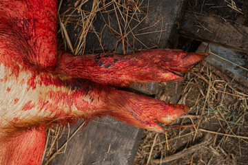 pig hooves in the blood, autumn slaughter of agriculture