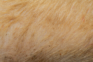 pig hairy skin texture