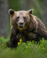 Fototapeta na wymiar Adult brown bear portrait in the forest