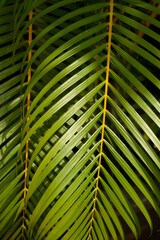 palm tree leaves