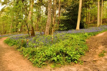 Sunlight and a track in to the Bluebells
