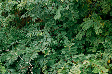 Naklejka na ściany i meble intensely green leaves of the locust tree