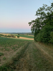 A grassy road between a field of agricultural crops and bushes stretching into the distance. Vertical photo. Landscape of green and yellow fields