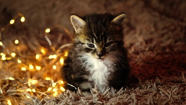 Tabby kitten looks at camera and shows tongue on brown bed and garland lights background. Looping video. Fun humor joke. Cute little pet. Funny cat emotions. New Year and Christmas holiday atmosphere.