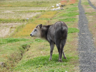 農地に現れた二ホンカモシカ