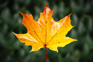 Orange autumn maple leaf close up. Fall season concept