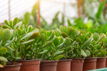 Crassula green grown in small pots lined up in a greenhouse for sale.
