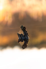 Tree trunk in a lake