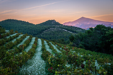 view of the mont ventoux from vineyard at baume de Venise with wild flowers at sunset , provence...
