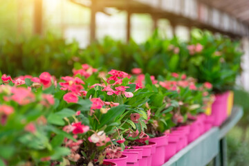 Euphorbia milii decorative pink flower in pots arranged on tables in greenhouses grown for sale.