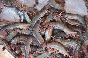 Prawn or River shrimp common for sale in Nha Trang fresh market.