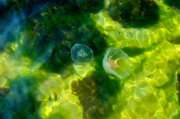 Deep sea jellyfish swimming in the ocean. Beautiful underwater world. Danger of burns from jellyfish on sea coasts.