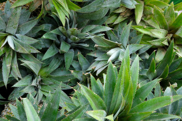 Pinapple leaves for full frame background