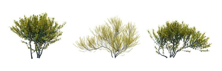 bush isolate on a transparent background, 3D illustration, cg render