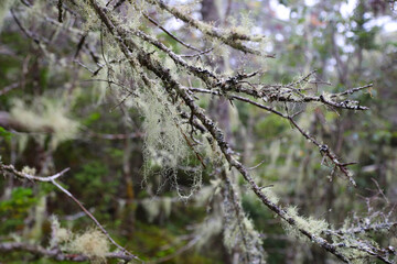 Typical vegetation of Central Grove Provincial park, Canada